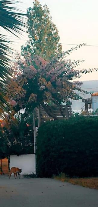 Poseidonion "Patra'S" Apartments Patra מראה חיצוני תמונה